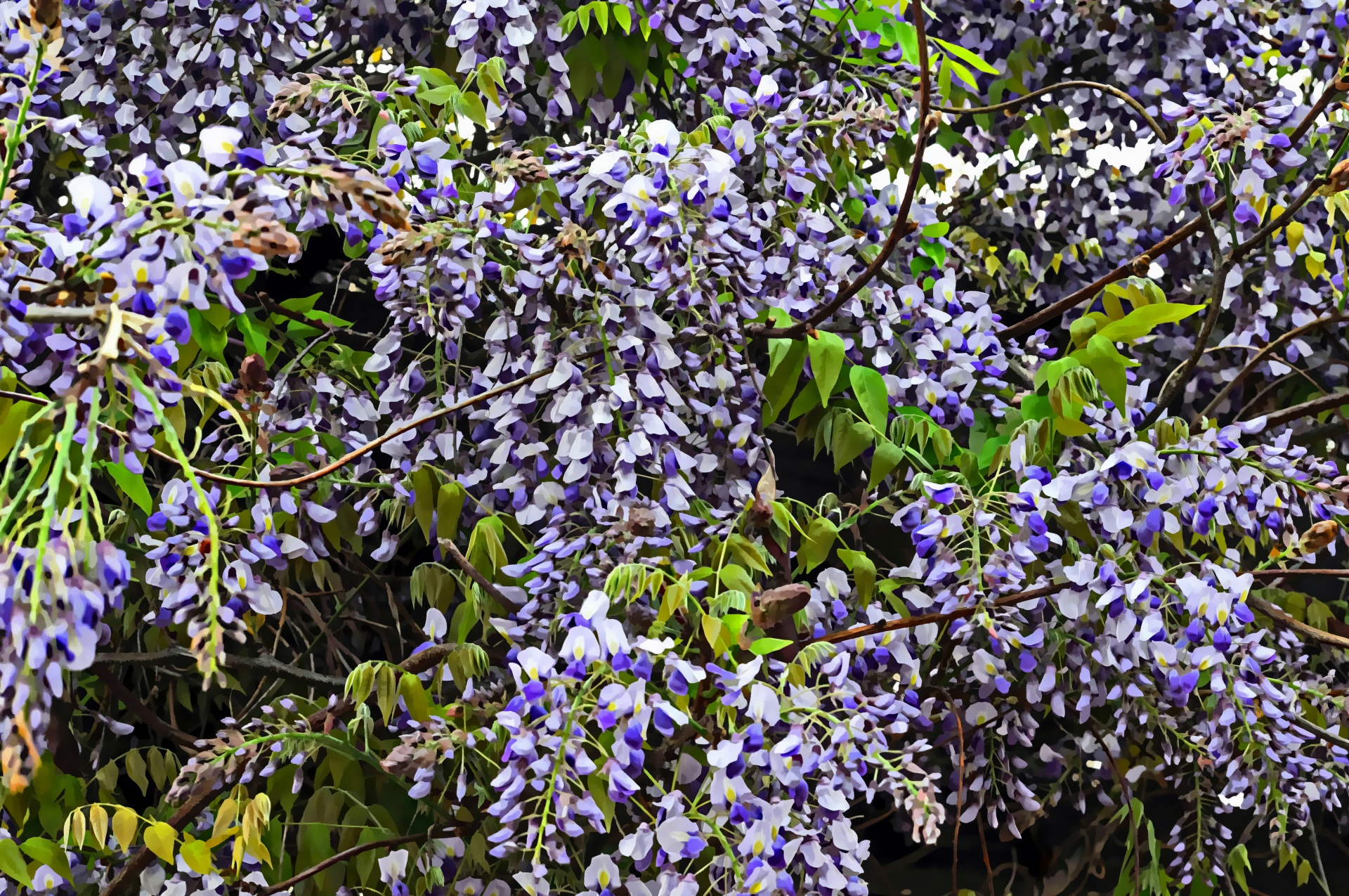flower flowers purple free photo