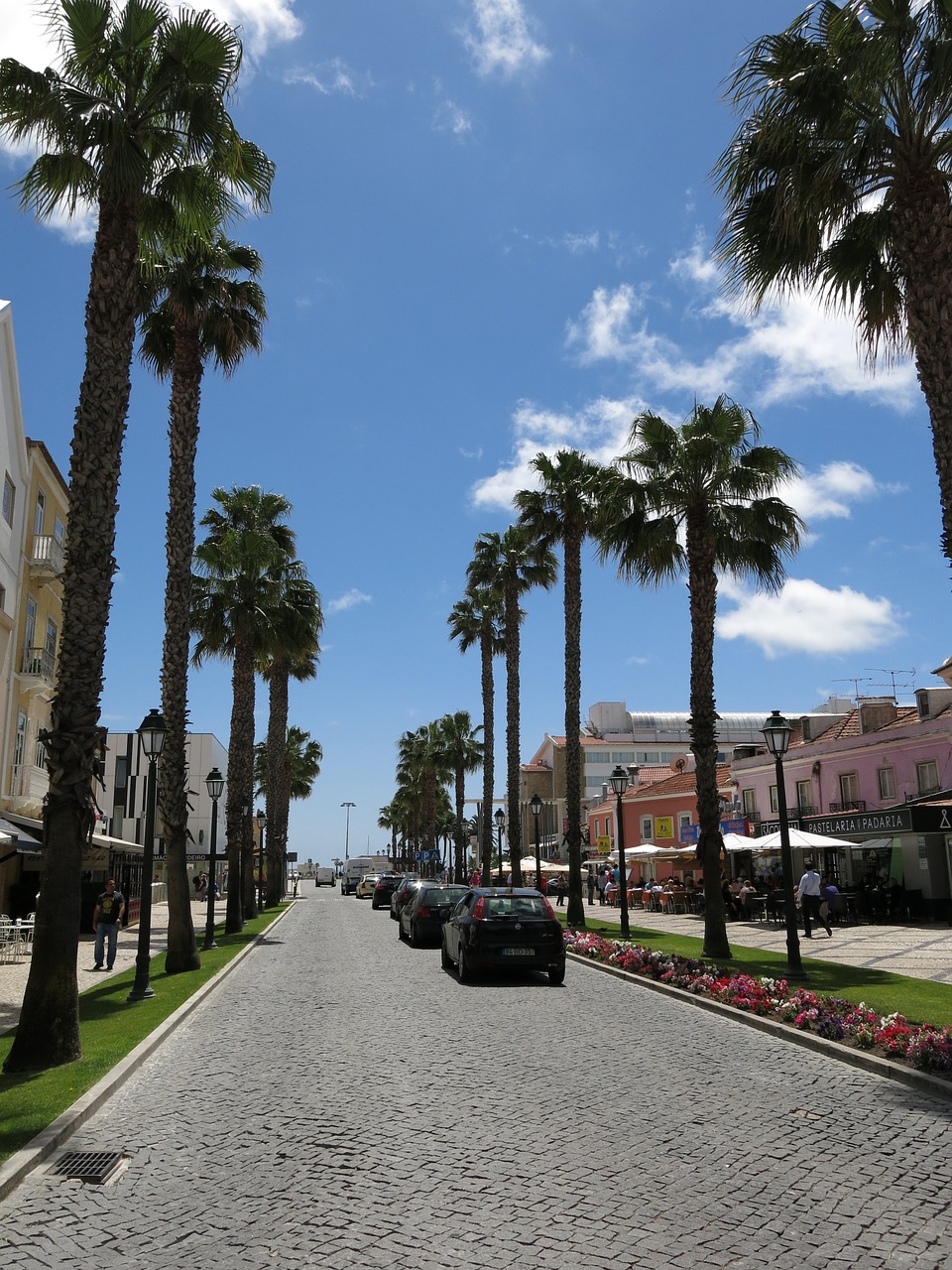 palm trees road cascais free photo