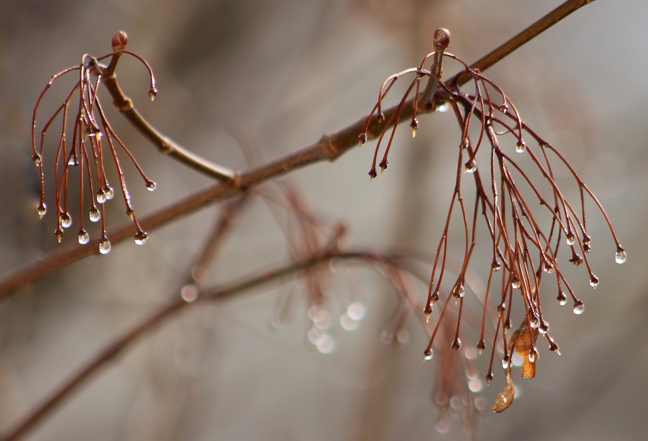 casey drop frozen free photo