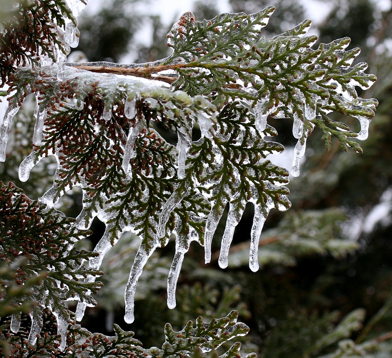 casey frozen ice free photo