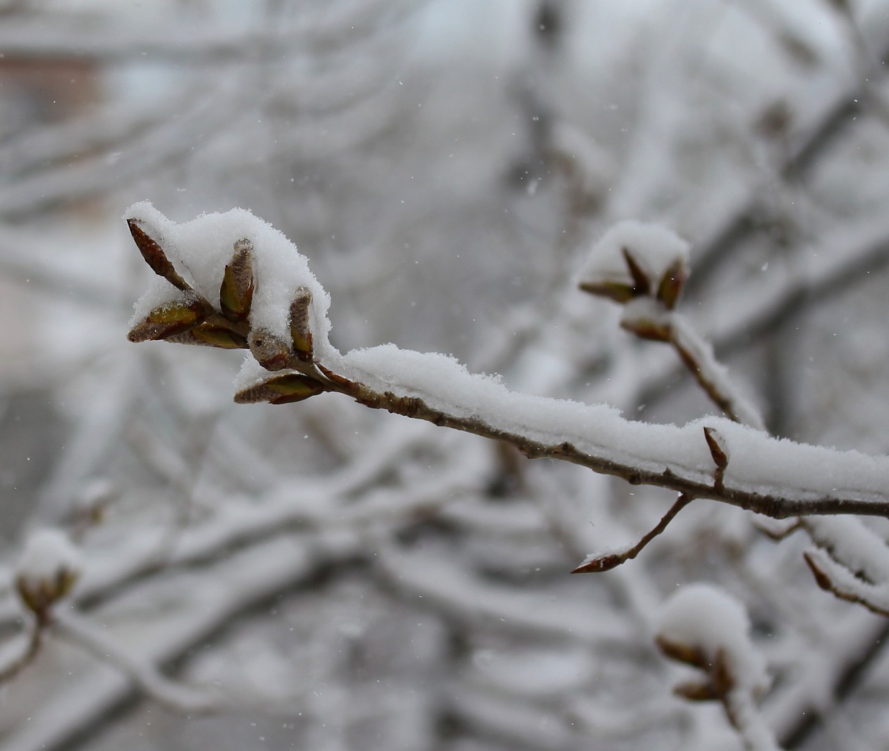 casey snow tree free photo