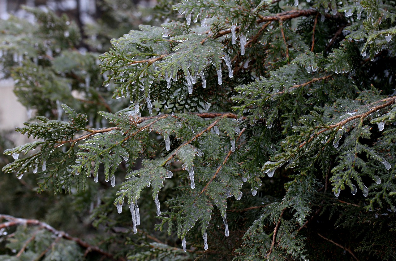 casey frozen ice free photo