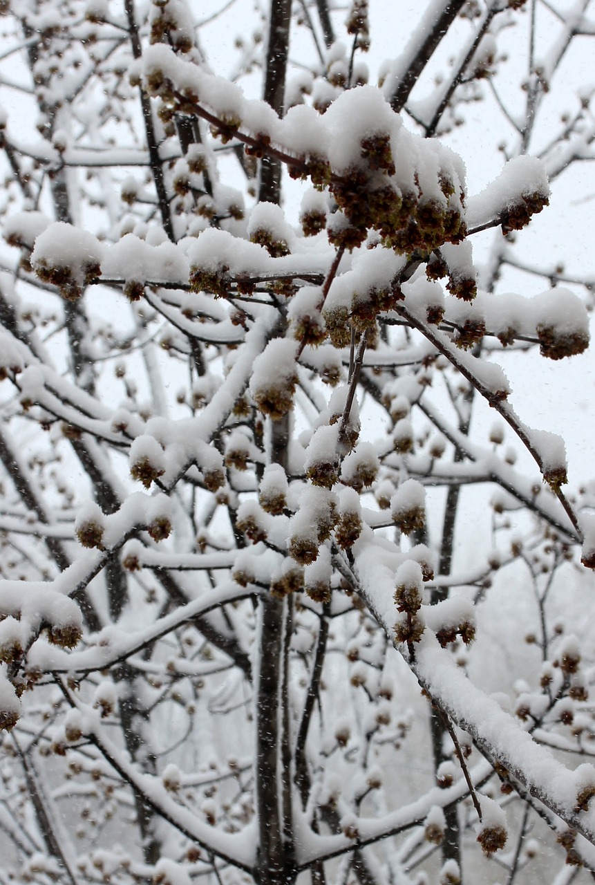 casey snow tree free photo