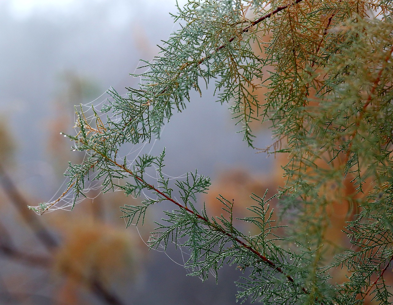 casey  tree  spider web free photo