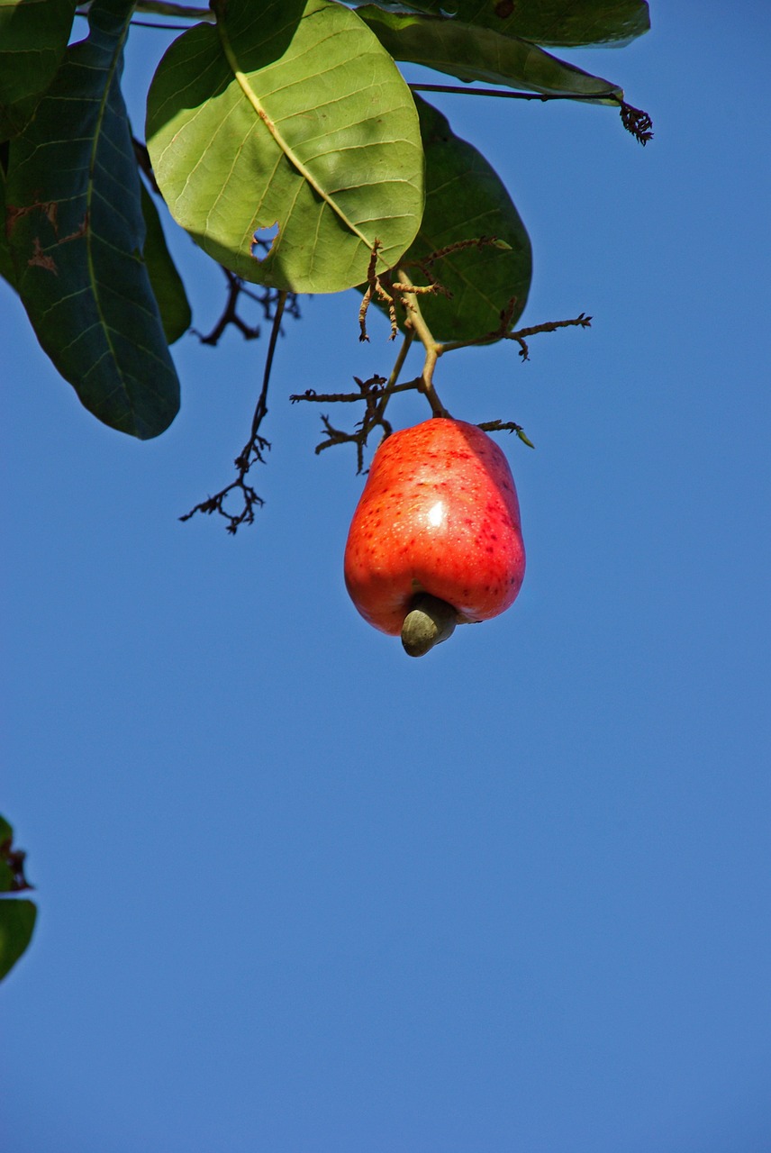 cashew suriname fruit free photo