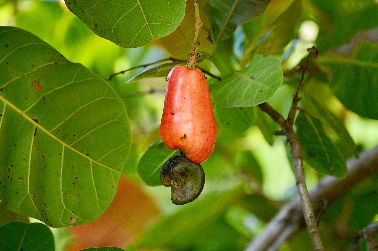 cashew fruit marañón free photo