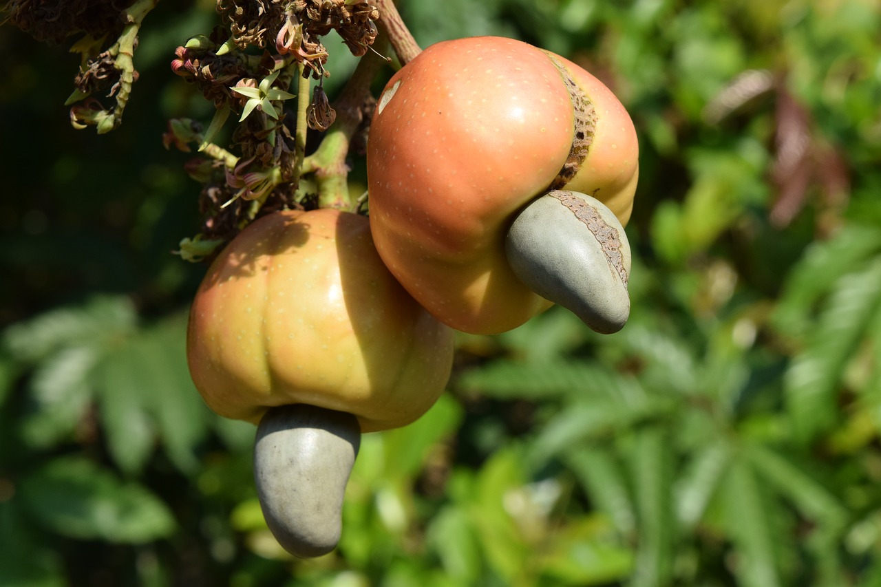 cashew nature nut free photo