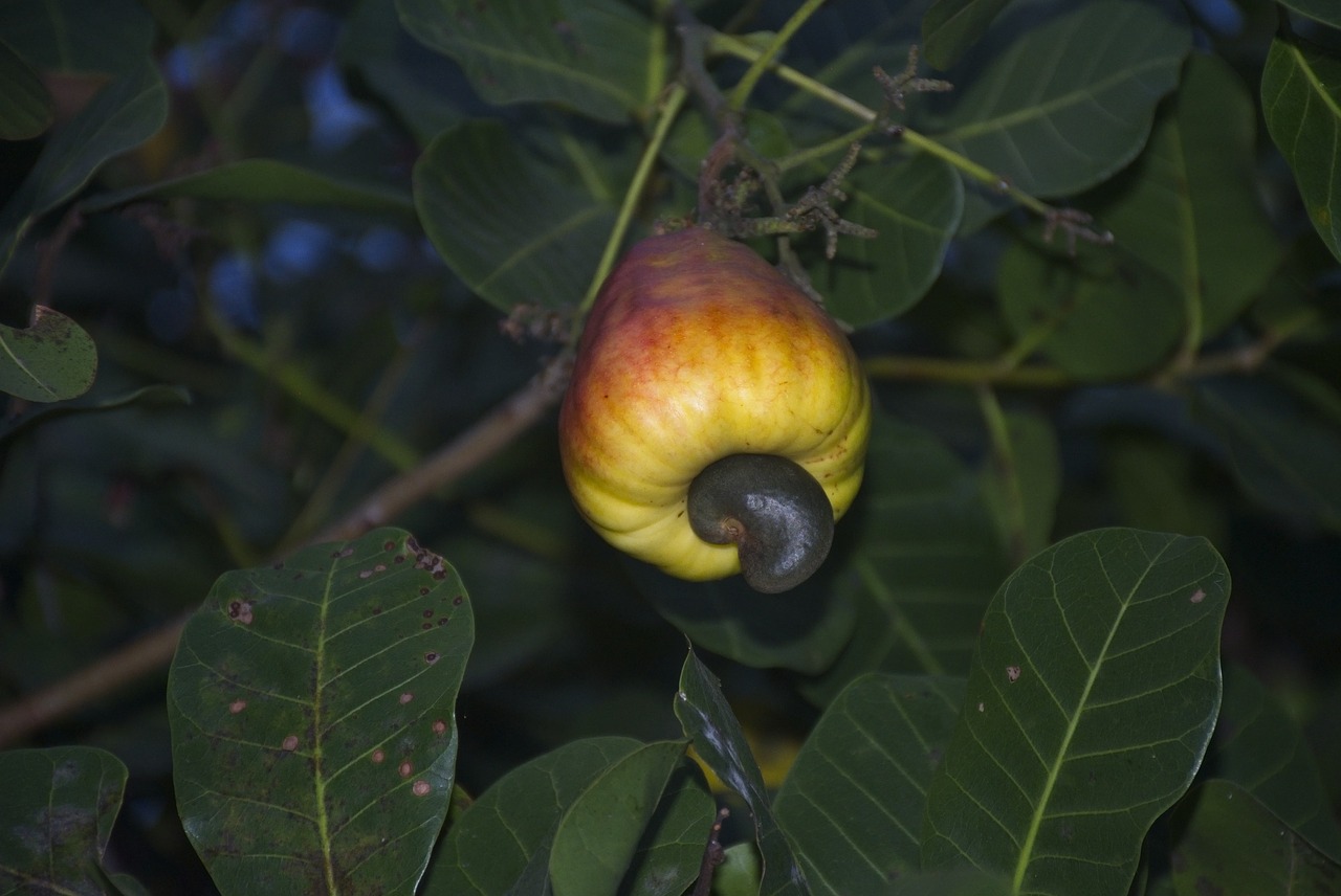 cashew fruit tropical fruit free photo