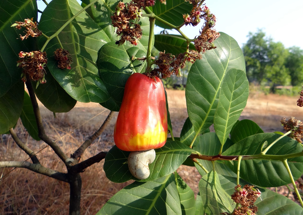 cashew fruit ripe free photo