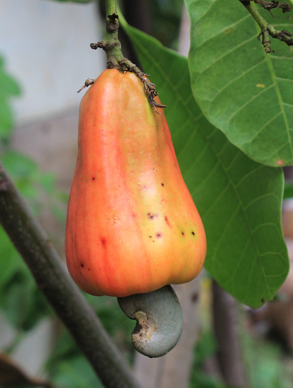cashew fruit food plant free photo