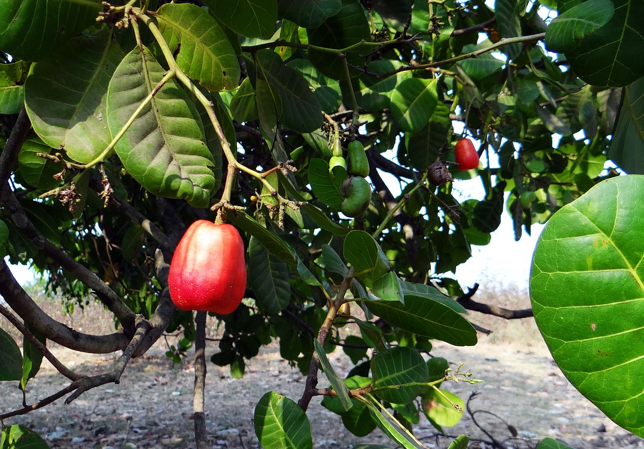 cashew fruit india fruit free photo