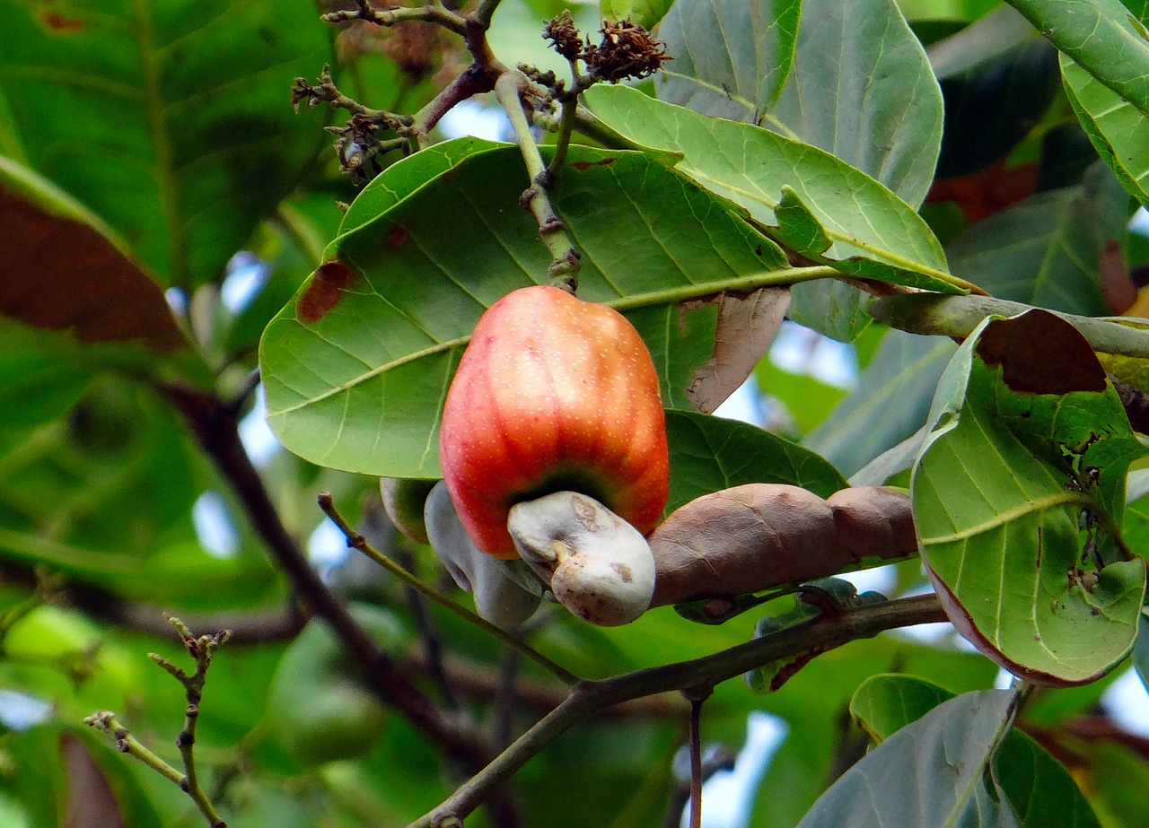 cashew fruit nut ripe free photo