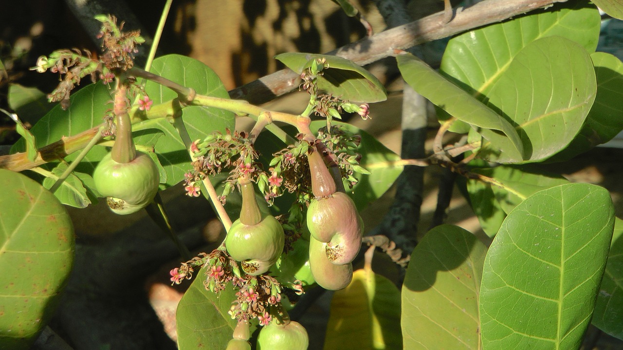 cashew nut cashewbaum nuts free photo