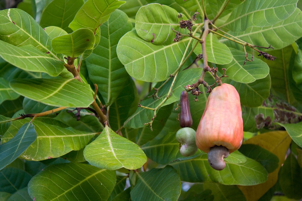 cashew nut cashew tree cashew free photo
