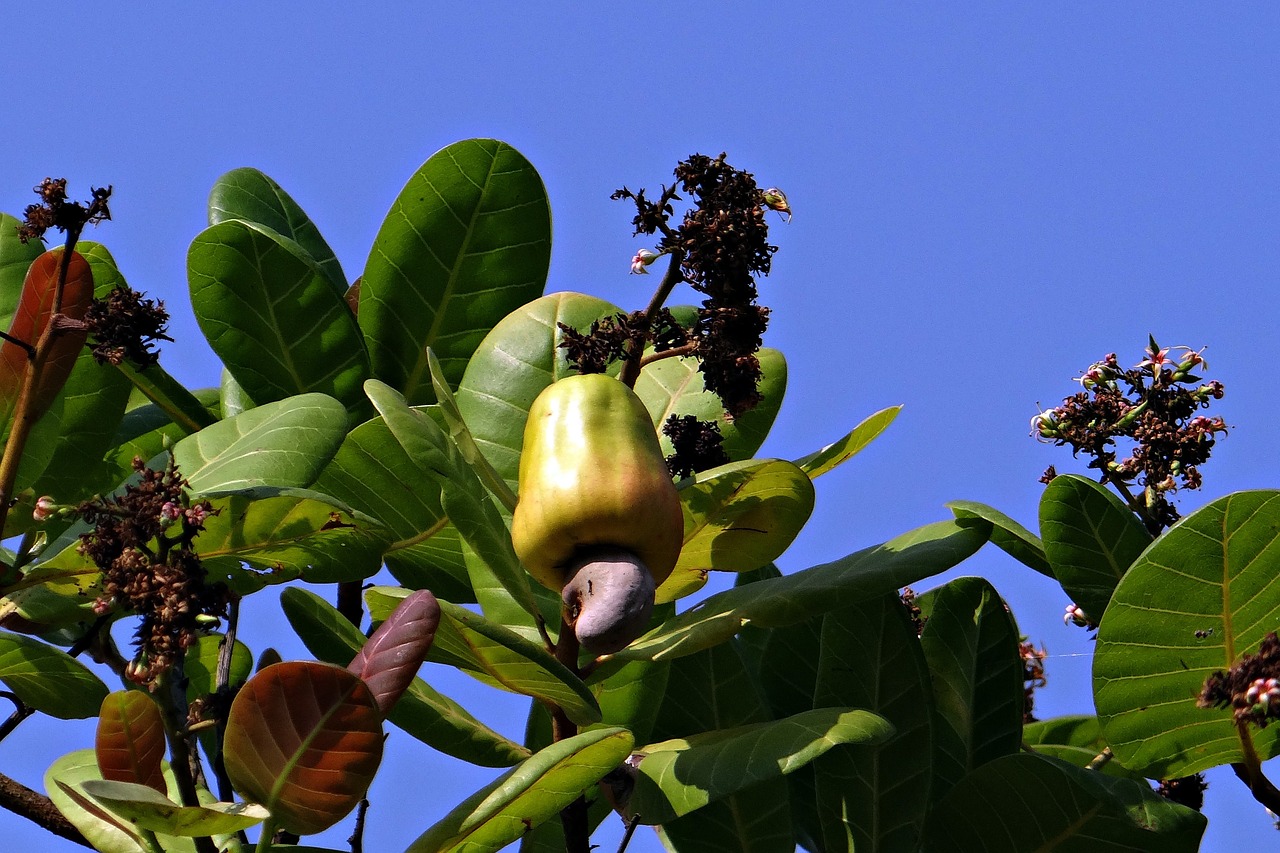 cashew nuts fruit tree free photo