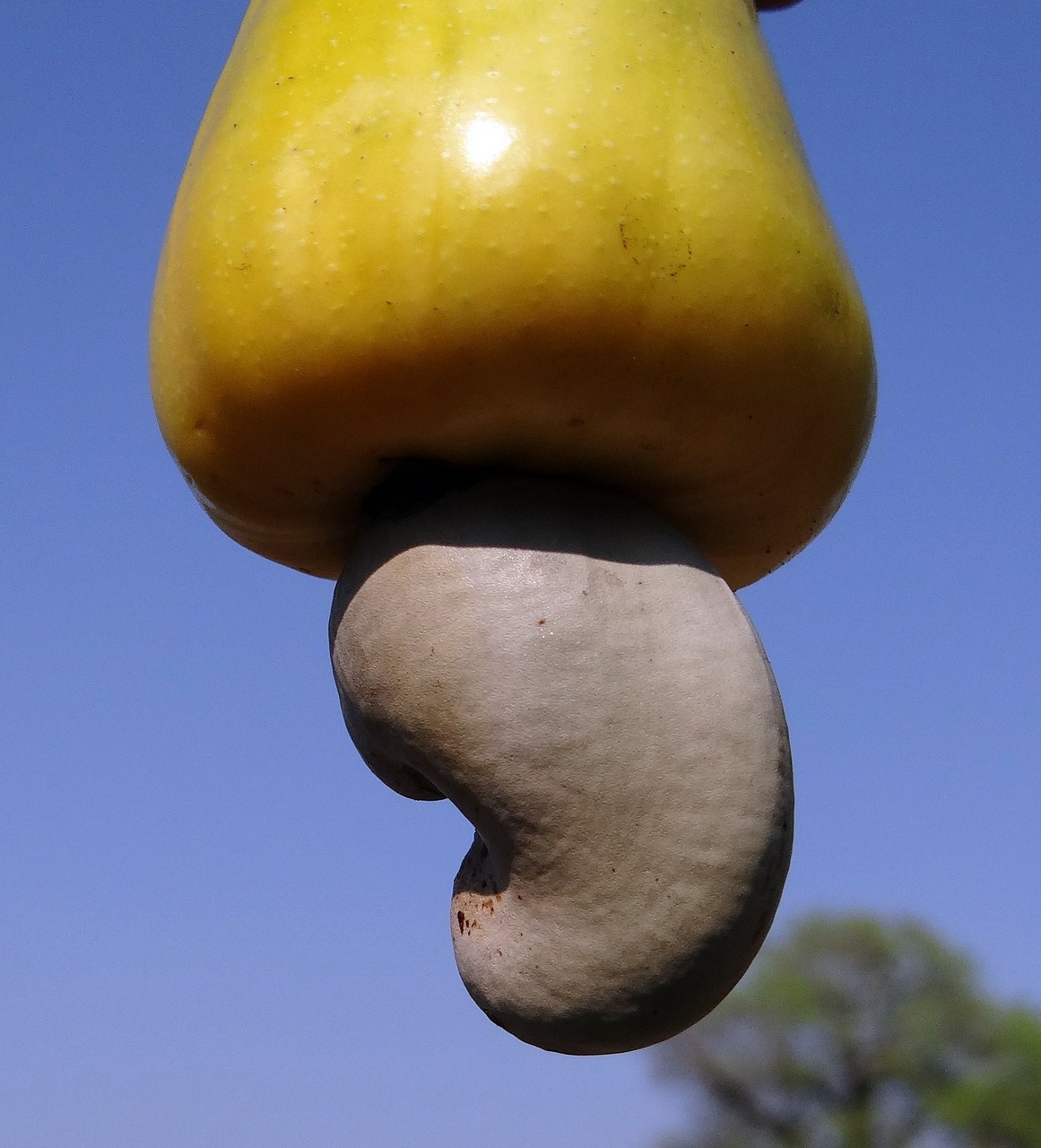cashew nuts fruit tree free photo