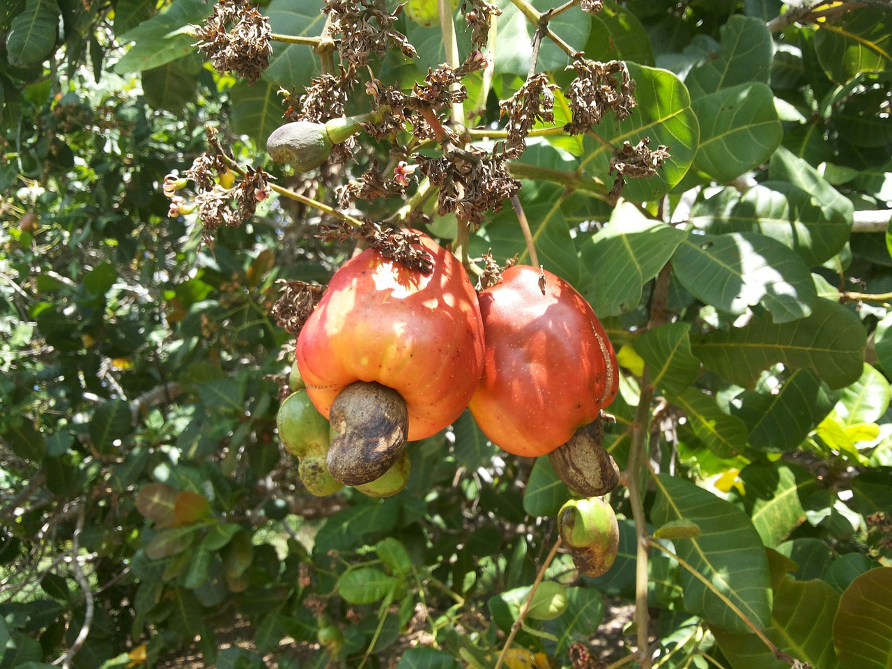 cashew nuts fruit cashew tree free photo