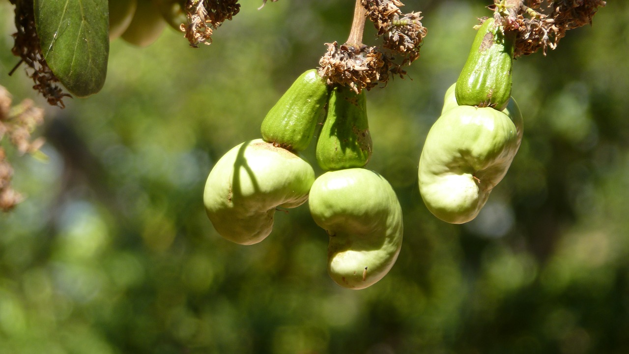 cashew nuts cashew tree koh phangan free photo