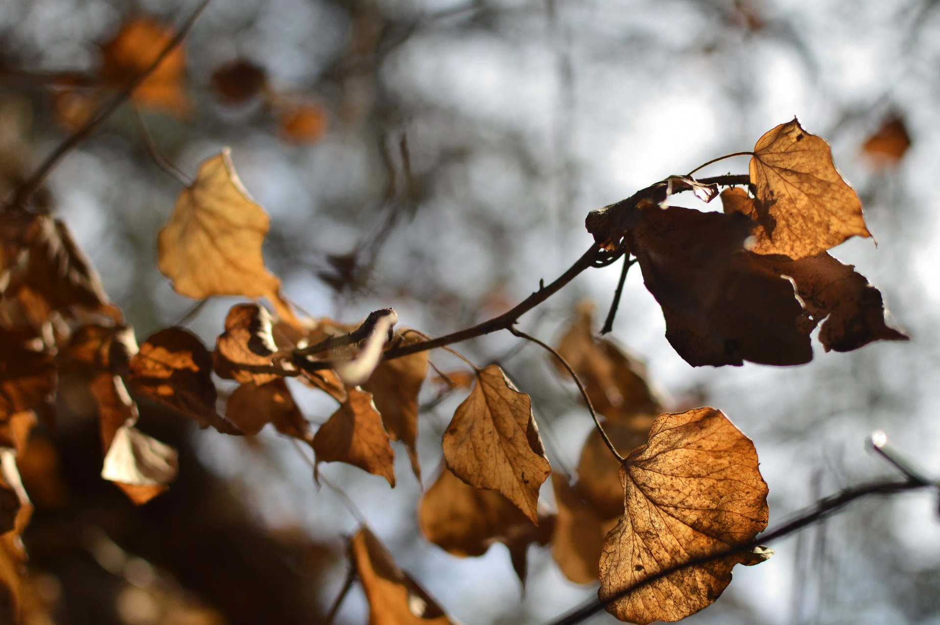 autumn dry leaves almost fall free photo