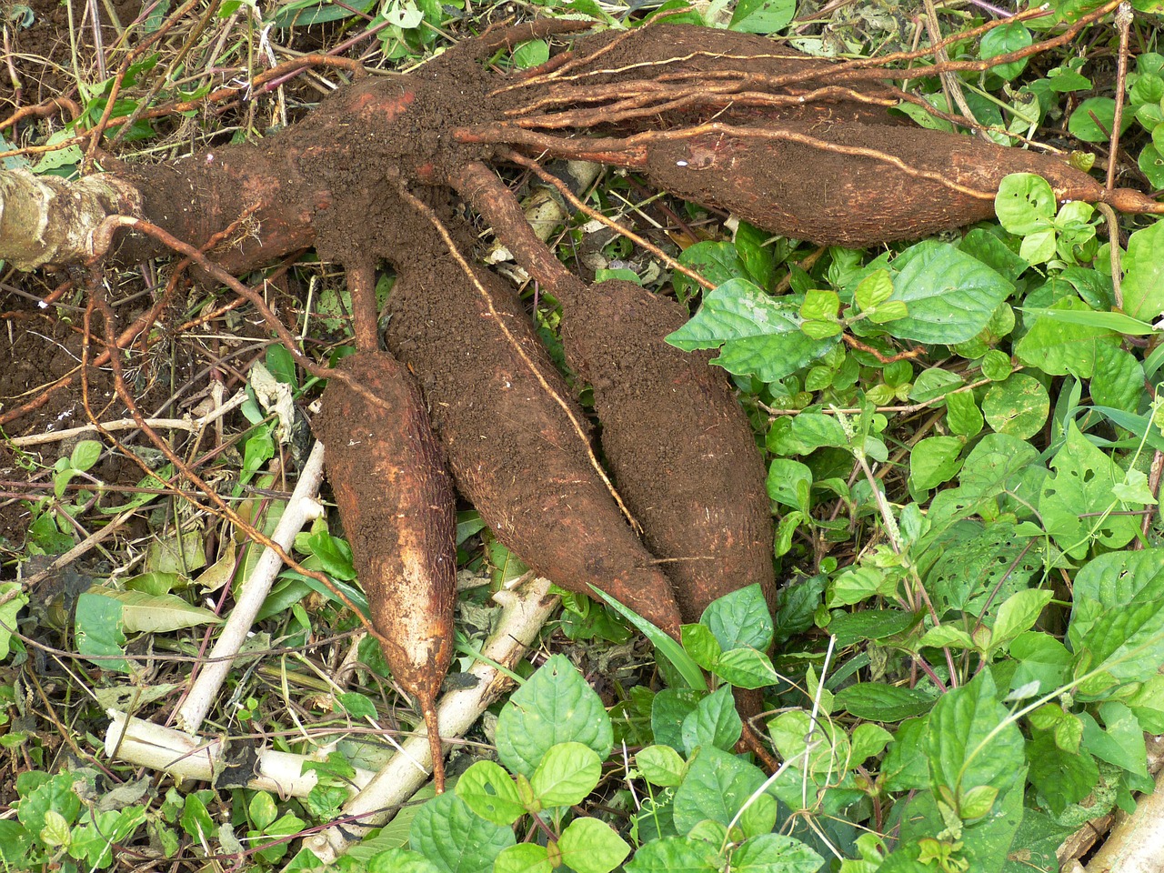 cassava root tuber free photo