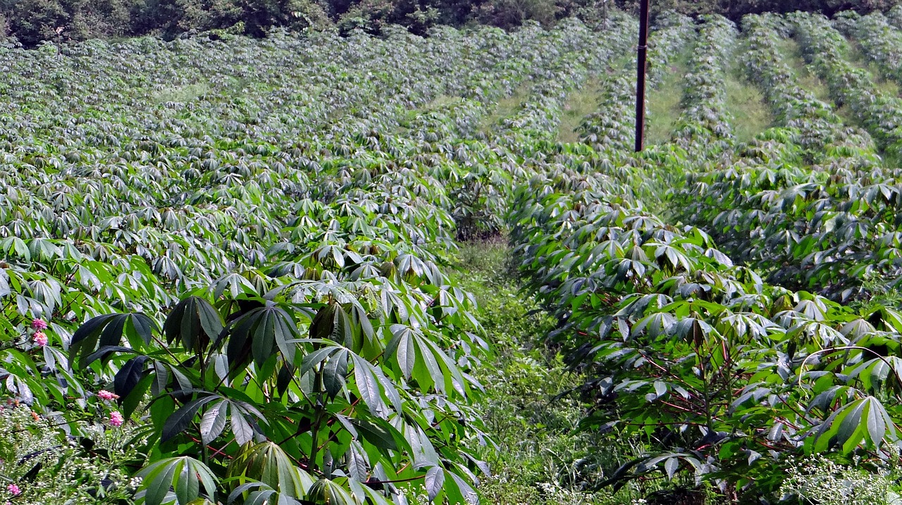 cassava manihot esculenta crop free photo