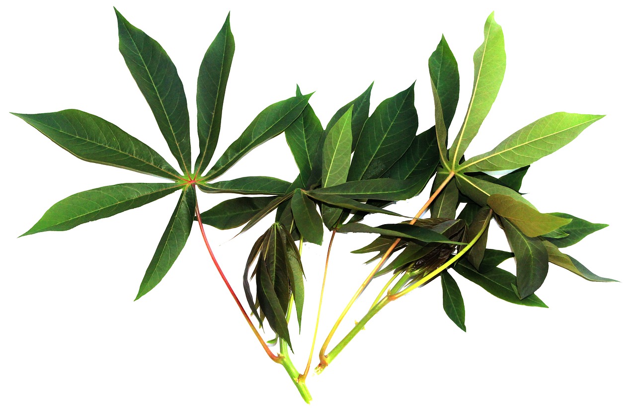 cassava leaves vegetable food free photo