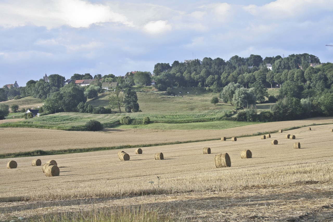 cassel france harvest free photo