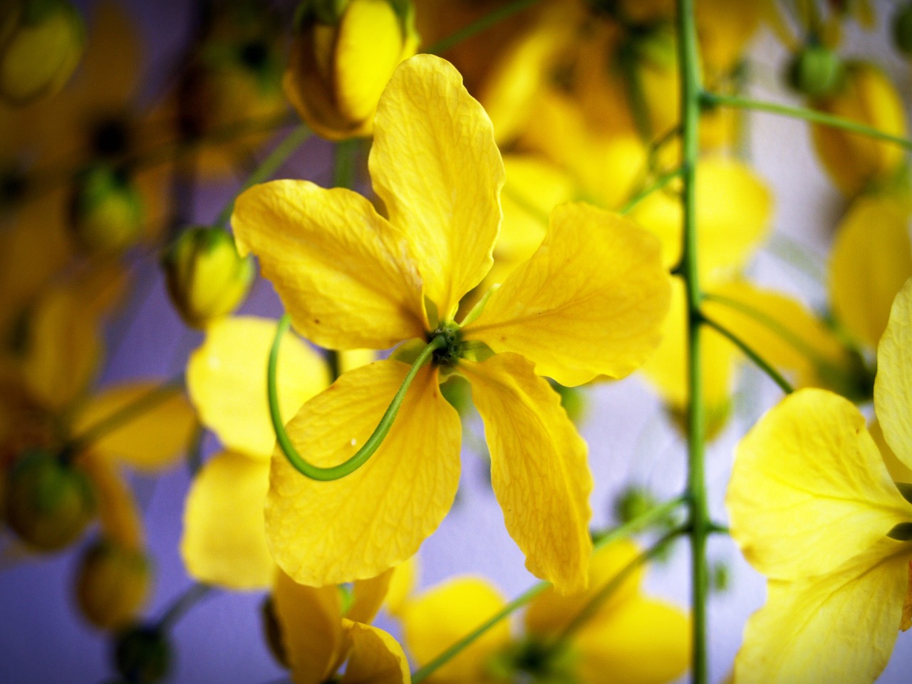 cassia shower golden free photo