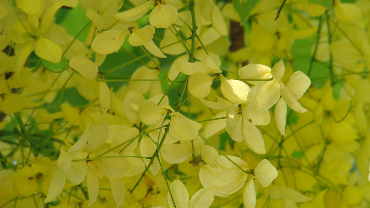 cassia fistula the far east hkust summer free photo