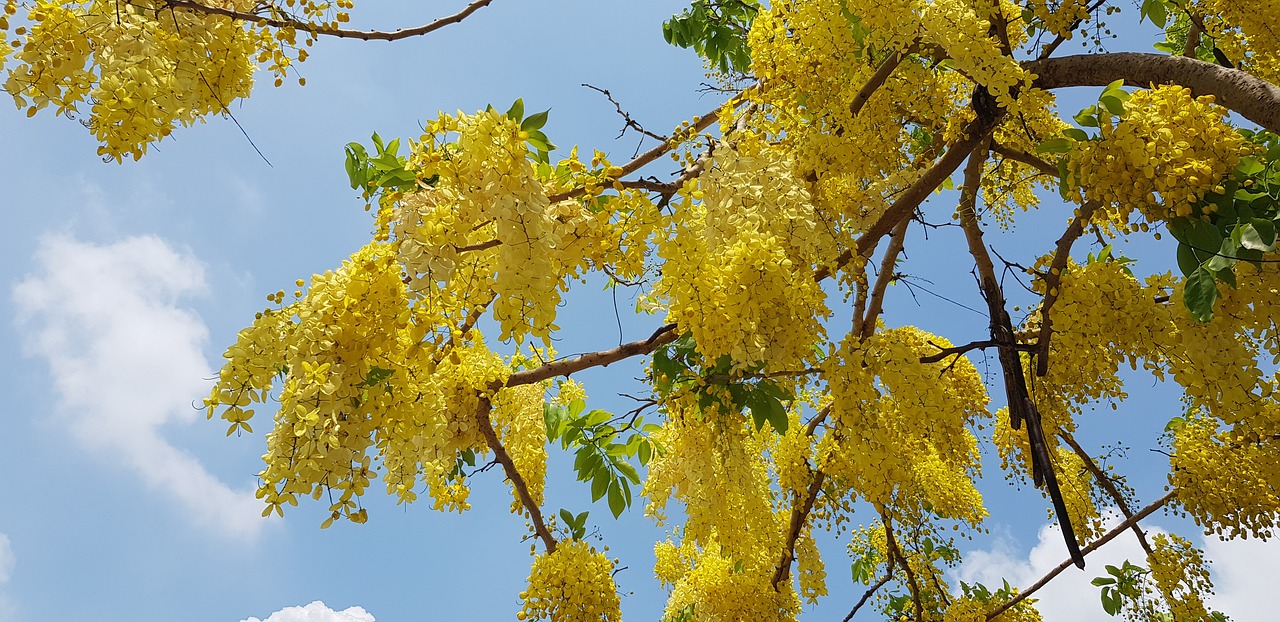 cassia fistula  summer  yellow free photo