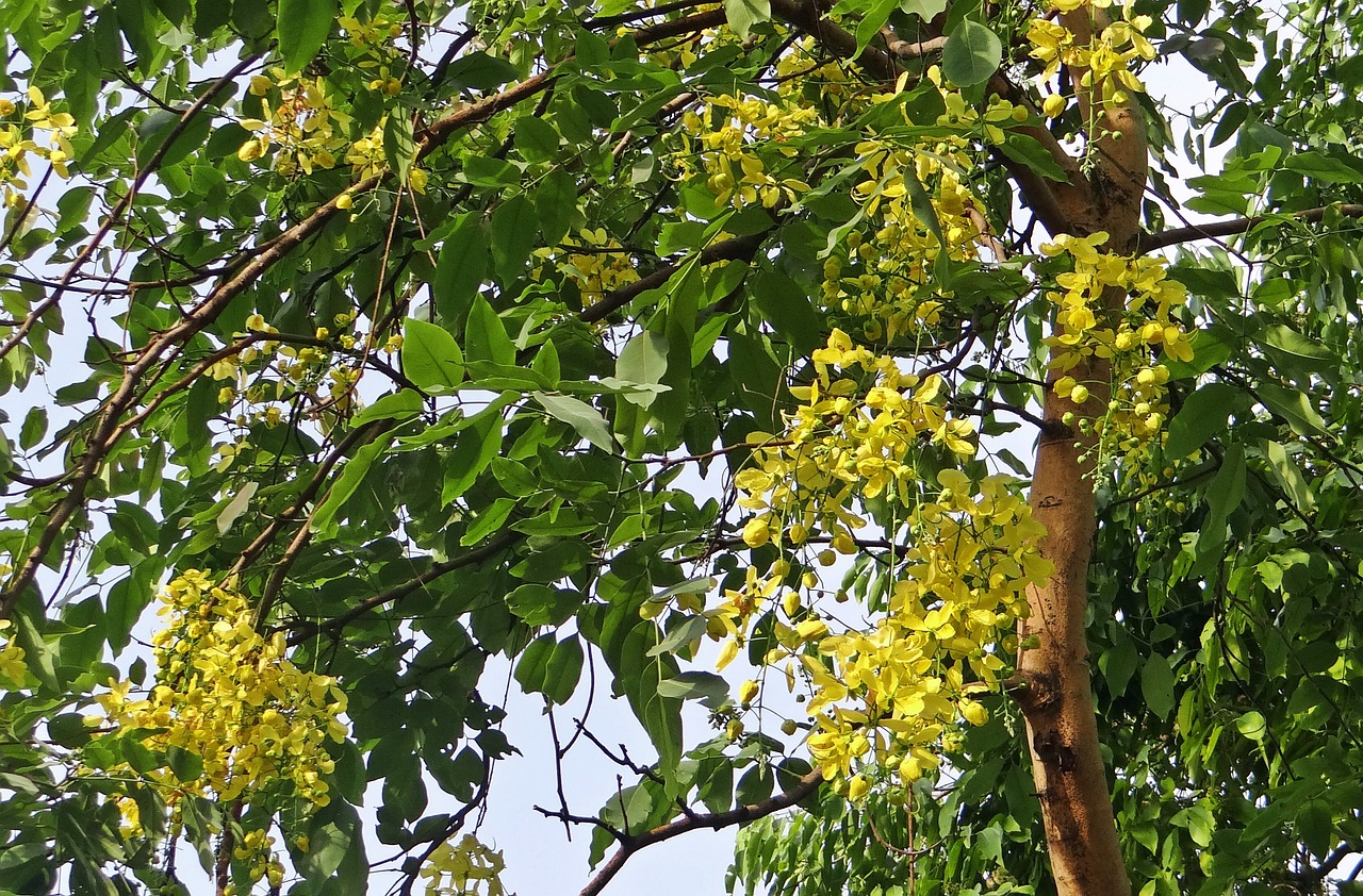 cassia fistula golden shower tree amaltas free photo
