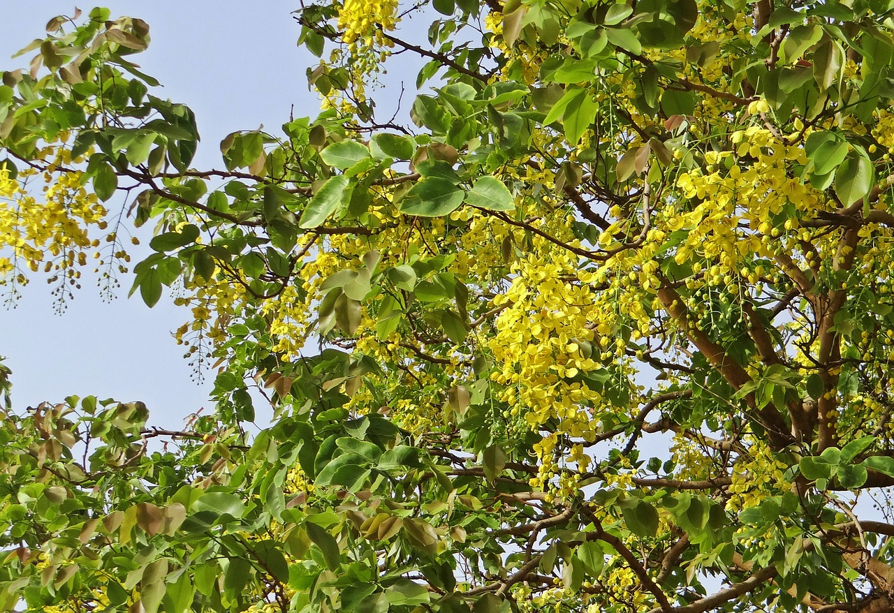 cassia fistula golden shower tree amaltas free photo