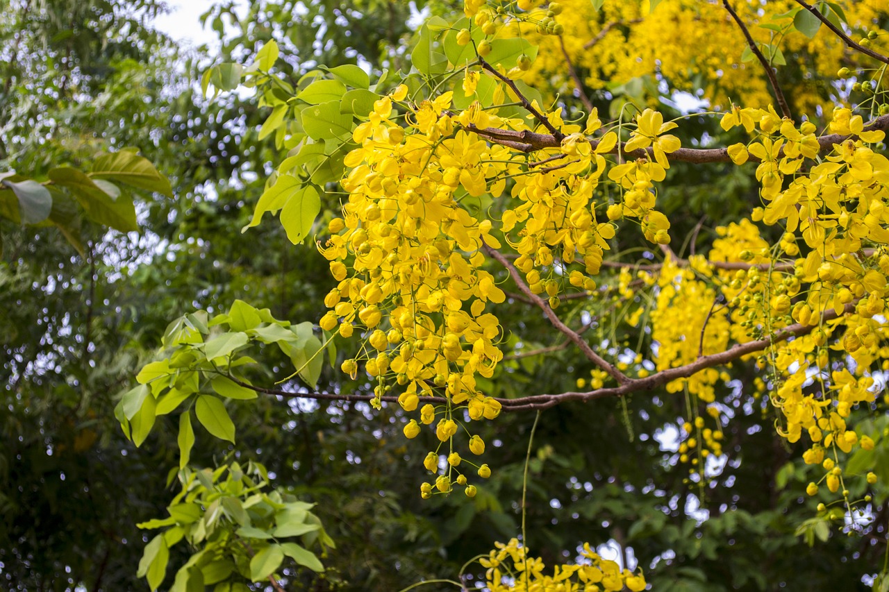 cassia fistula  golden shower tree  official flower kerala free photo