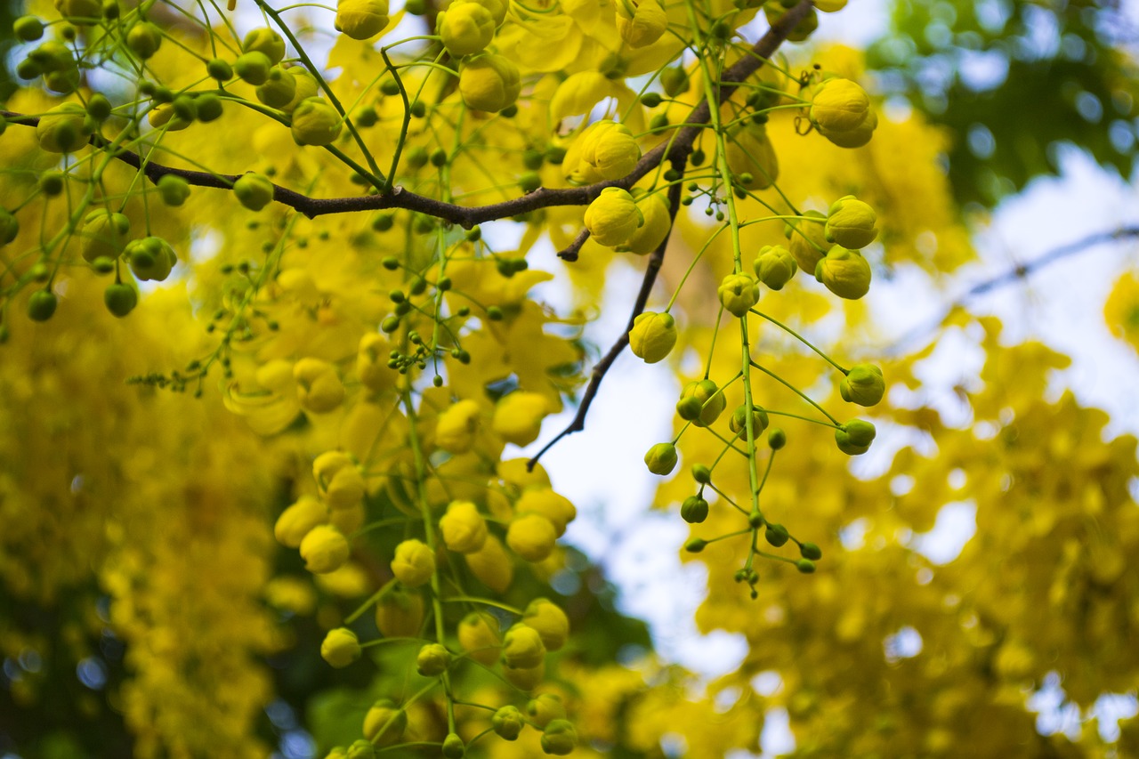 cassia fistula  golden shower  purging cassia free photo