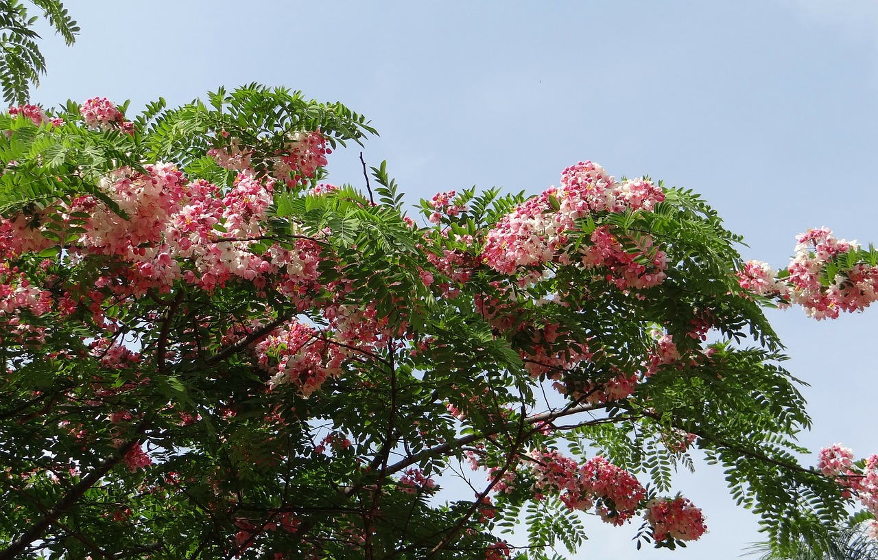 cassia javanica java cassia pink shower free photo