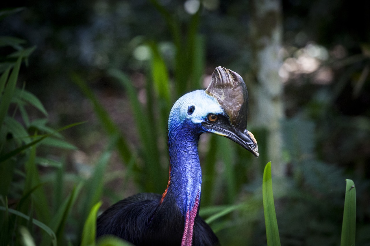 cassowary flightless bird bird free photo