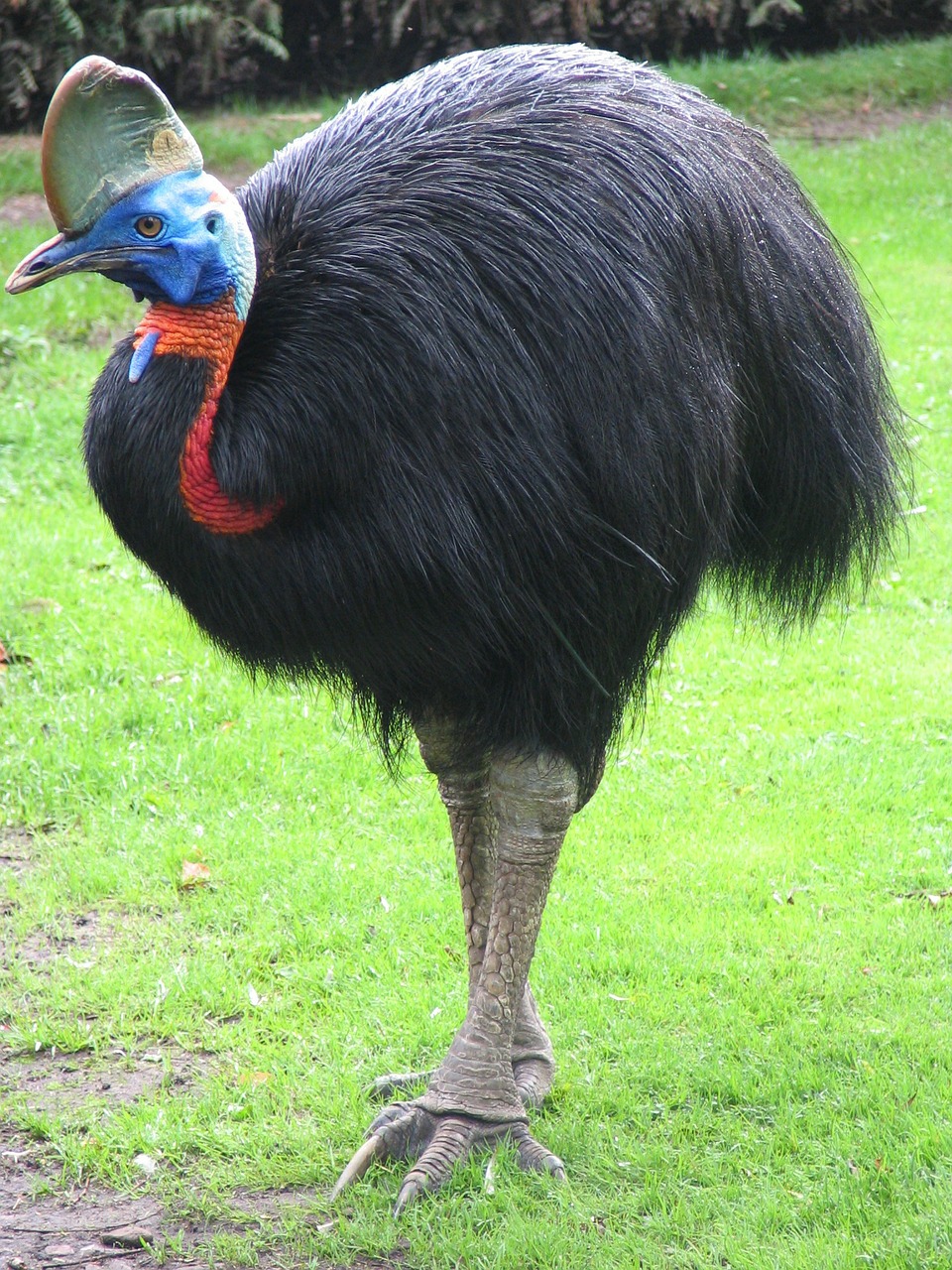 cassowary flightless bird giant bird free photo