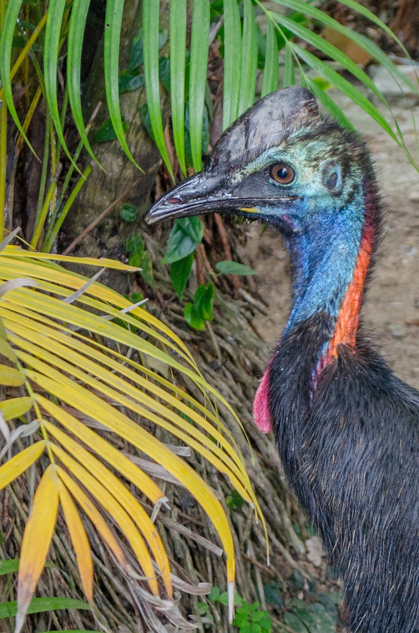 cassowary bird beach free photo