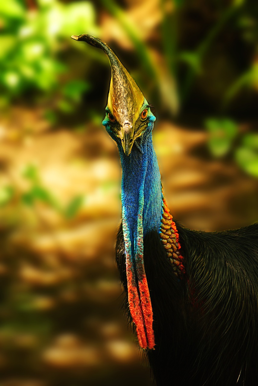 cassowary  bird  nature free photo