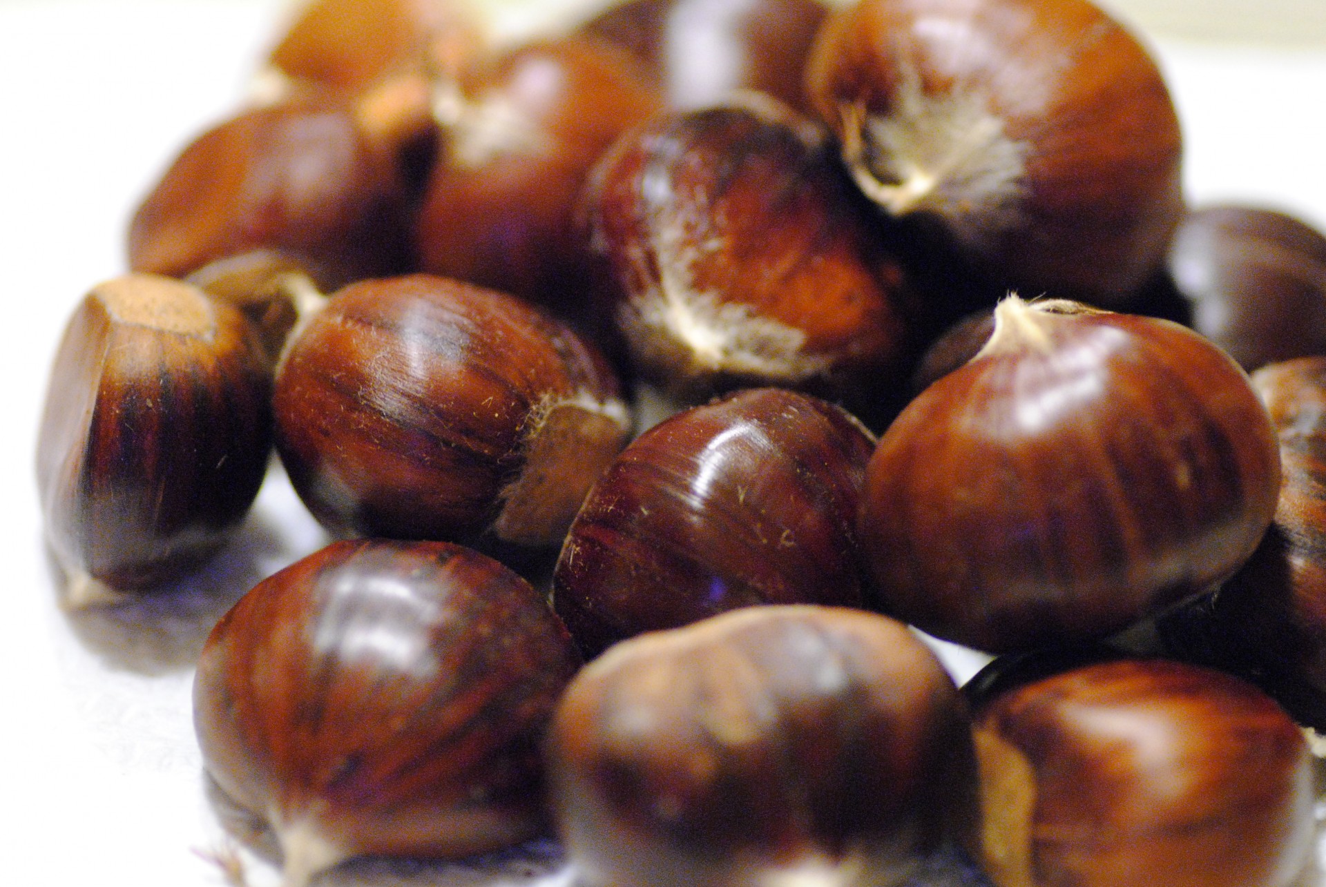 chestnut forest autumn free photo