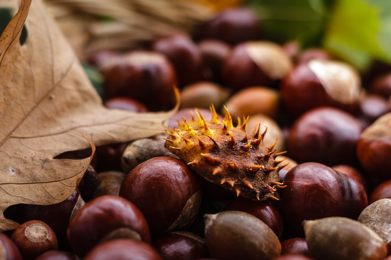 castanea chestnut fruit free photo