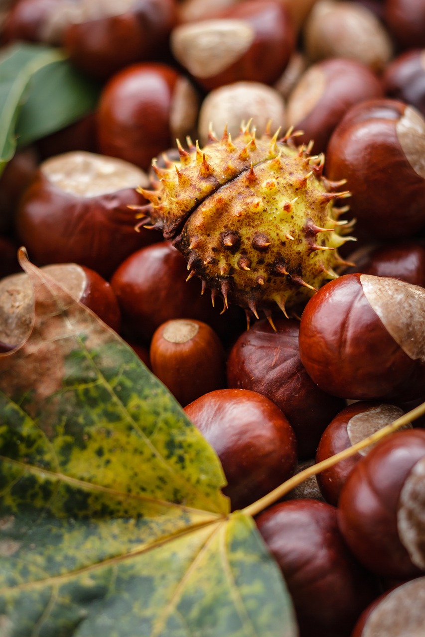castanea chestnut fruit free photo