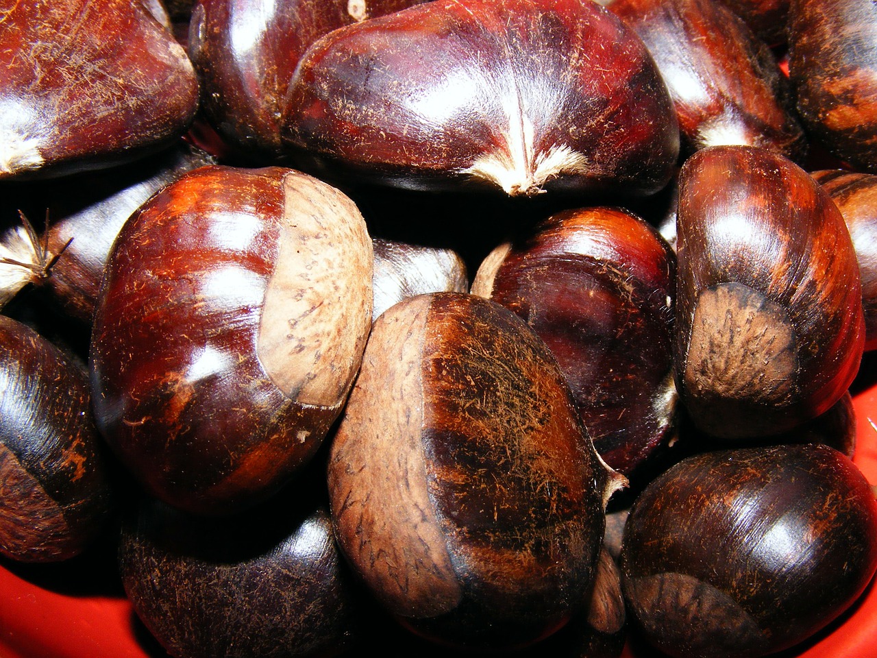 castanea chestnut fagaceae free photo