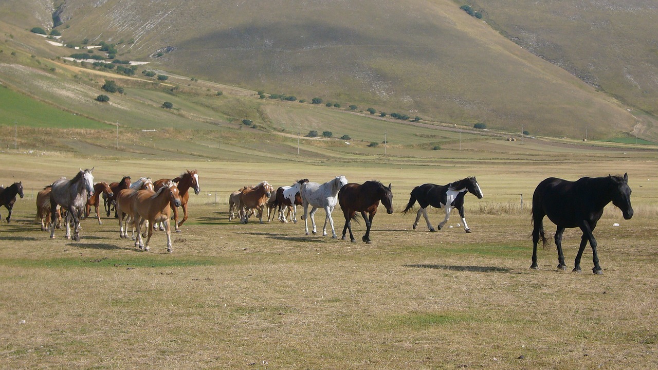 castelluccio horses piano free photo