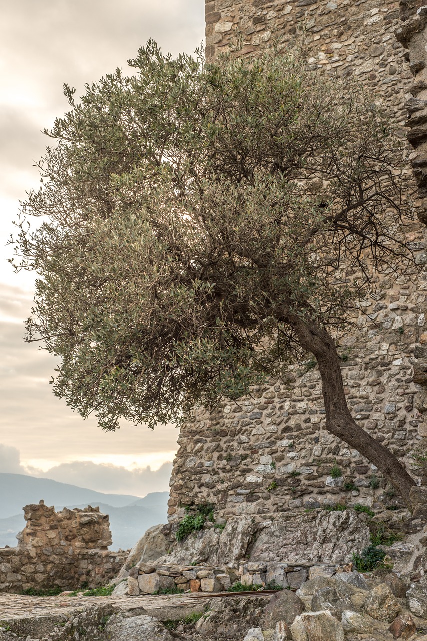 castle tree ruin free photo