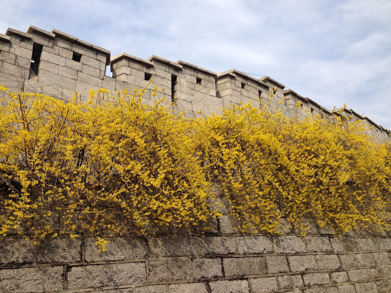 castle forsythia namsan free photo