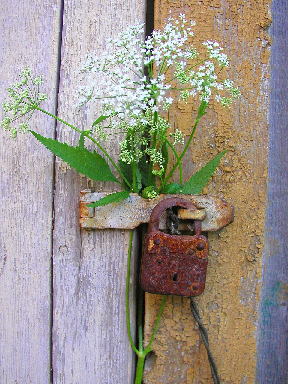 castle flowers old door free photo