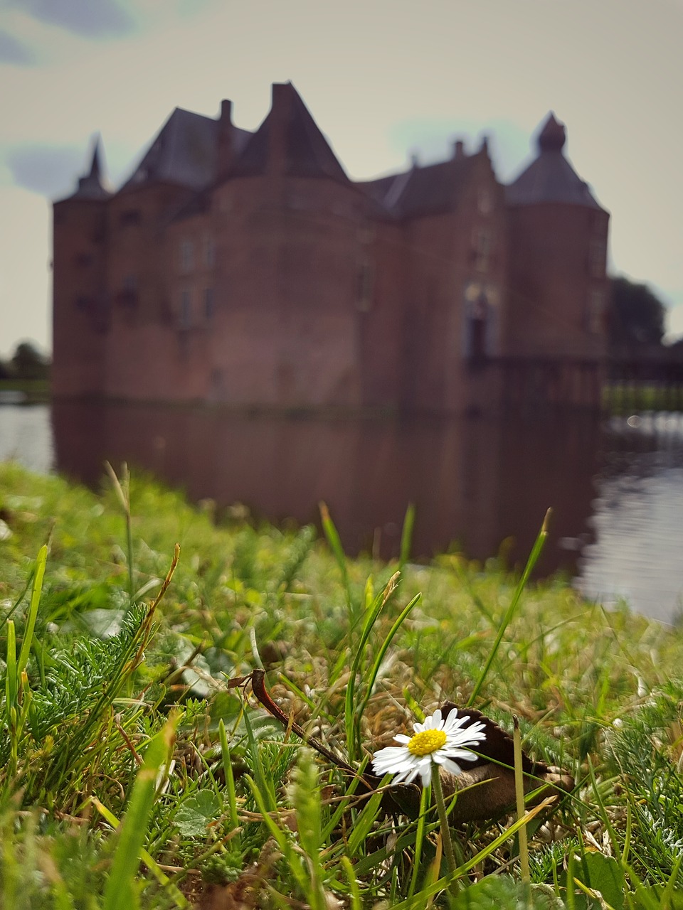 castle daisy flower free photo