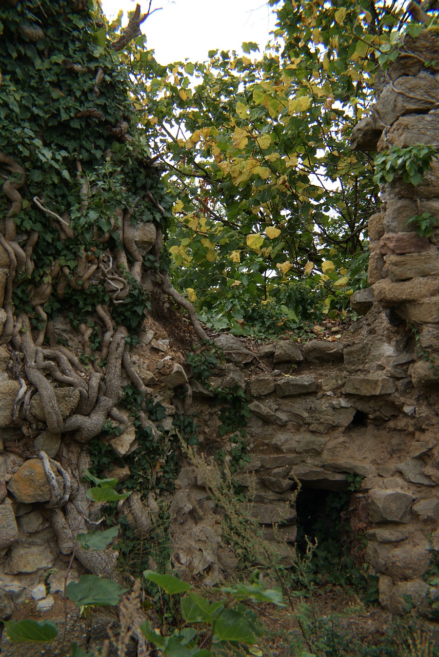 castle ruin ivy free photo