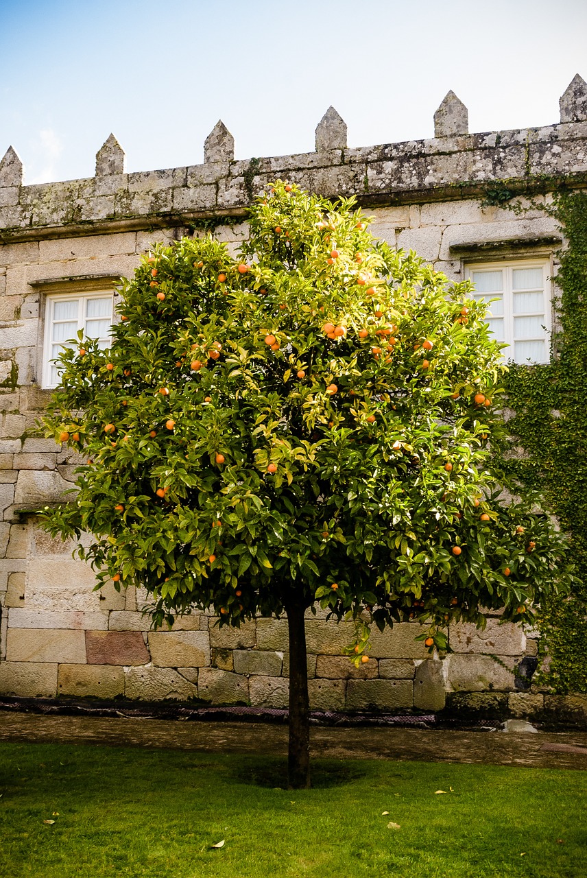 castle orange tree garden free photo